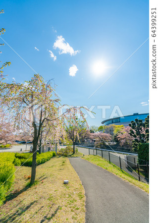 Japanese spring Rakuhodo Maebashi park cherry blossom landscape Japanese spring Rakuhodo Maebashi park cherry blossom landscape 64399251