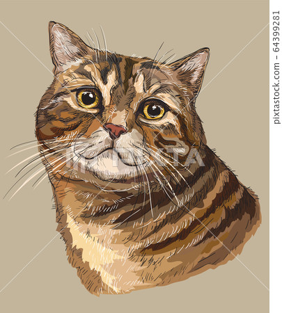 Vector hand drawing colorful cat 1 Vector hand drawing colorful cat 1 64399281