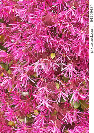 Tokiwa witch hazel 64399484