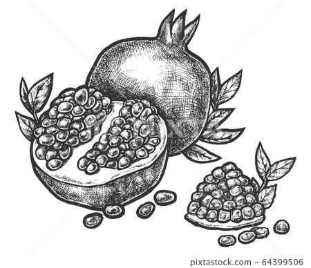 Pomegranate split open fruit seeds sketch hatching Pomegranate split open fruit seeds sketch hatching 64399506