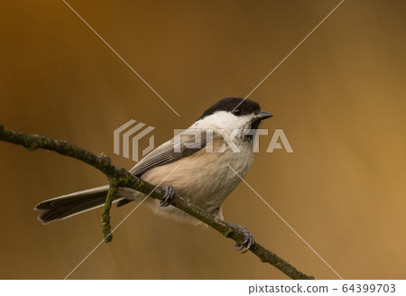 Willow Tit (Poecile montanus) 64399703
