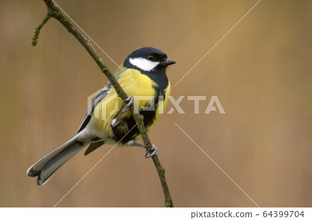 Great tit 64399704