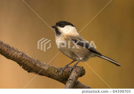 Willow Tit (Poecile montanus) 64399705