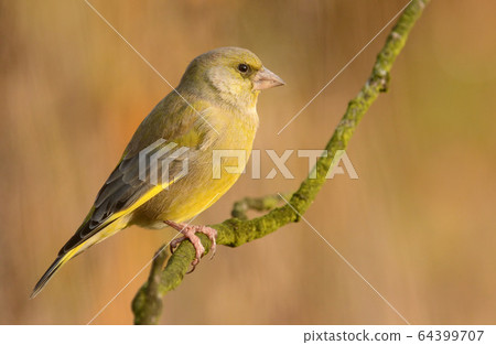 European Greenfinch ( Carduelis chloris ) 64399707