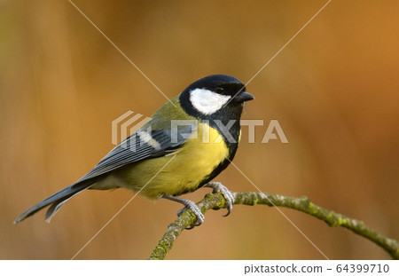 Great tit Great tit 64399710