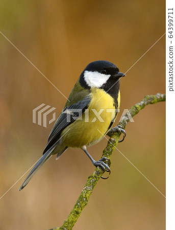 Great tit 64399711