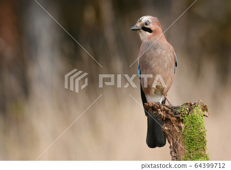 Jay bird Jay bird 64399712