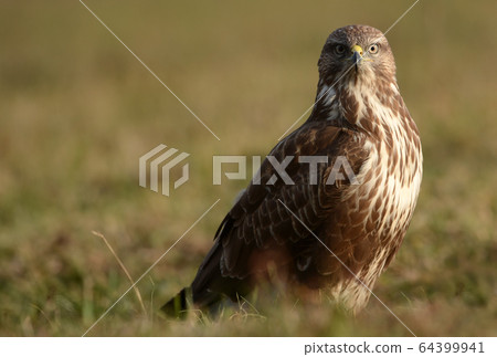 Common buzzard (Buteo buteo) 64399941