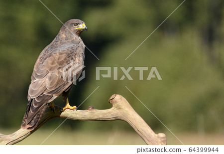 Common buzzard (Buteo buteo) 64399944