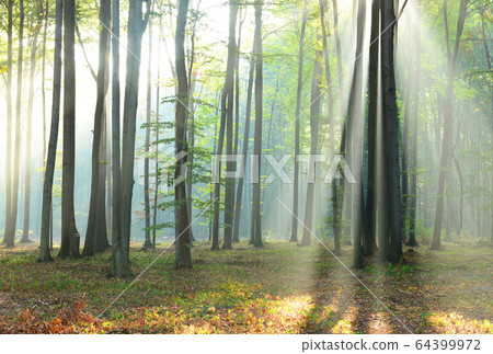Morning in the forest 64399972