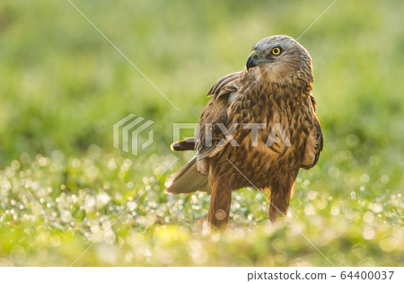 Marsh harrier Marsh harrier 64400037