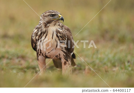 Common buzzard (buteo buteo) Common buzzard (buteo buteo) 64400117