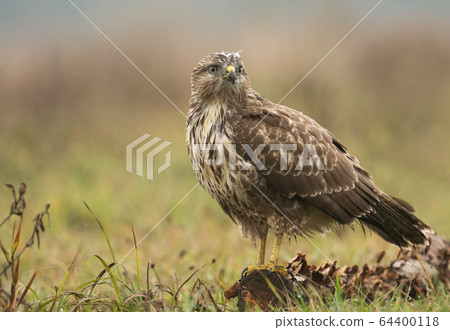 Common buzzard (buteo buteo) 64400118