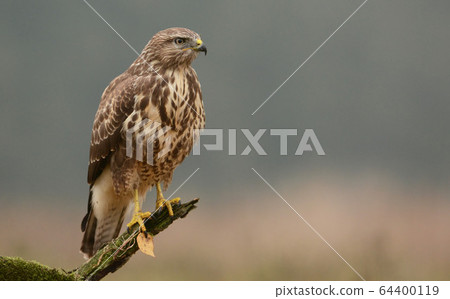 Common buzzard (buteo buteo) 64400119