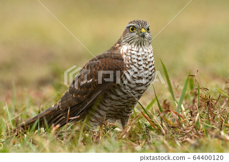 Eurasian sparrowhawk Eurasian sparrowhawk 64400120