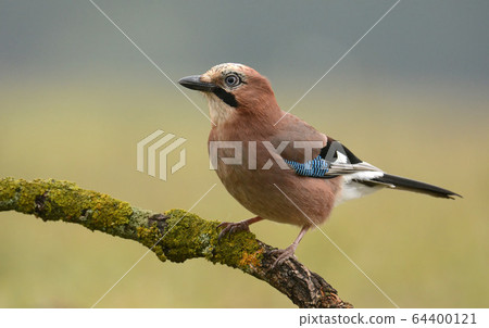 Jay bird Jay bird 64400121