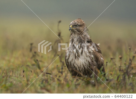 Common buzzard (buteo buteo) Common buzzard (buteo buteo) 64400122