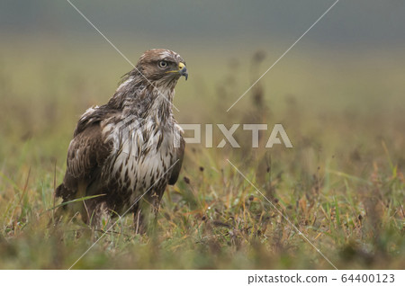 Common buzzard (buteo buteo) 64400123