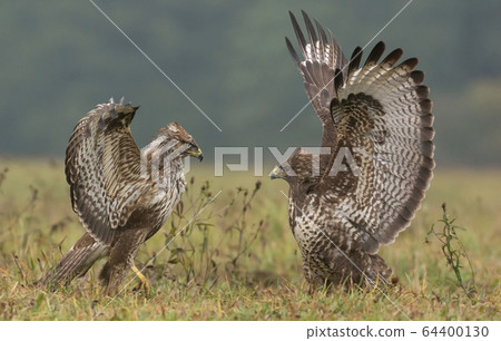Common buzzard (buteo buteo) 64400130