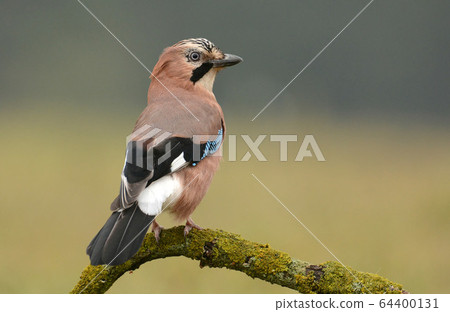 Jay bird Jay bird 64400131