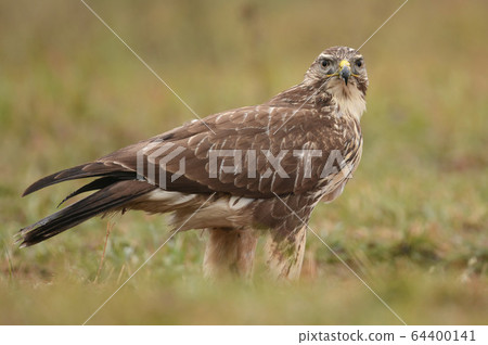 Common buzzard (buteo buteo) 64400141