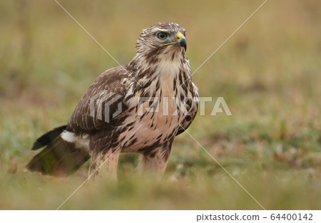 Common buzzard (buteo buteo) 64400142