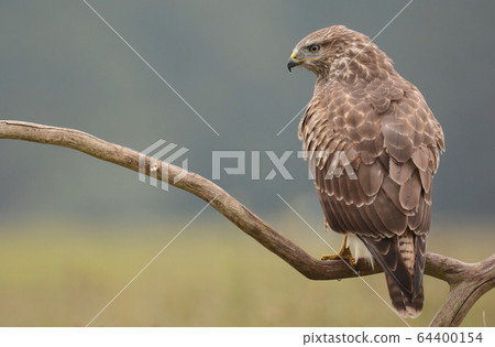 Common buzzard (buteo buteo) 64400154