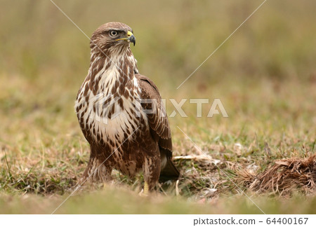 Common buzzard (buteo buteo) 64400167