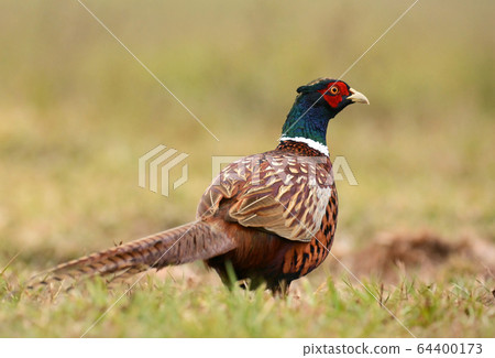 Ringneck Pheasant (Phasianus colchicus) Ringneck Pheasant (Phasianus colchicus) 64400173