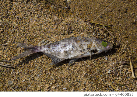 dead fish in the sand 64400855