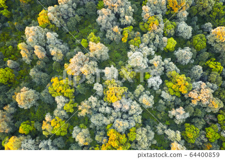 Magical summer forest with warm sunbeams 64400859