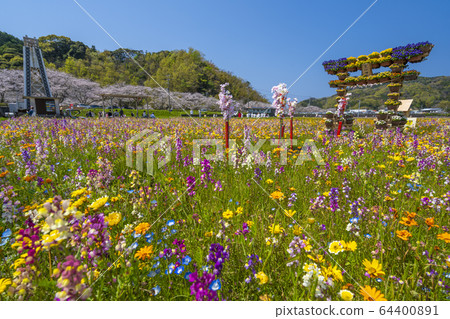 Flower garden and row of cherry blossom trees along the Naka River [Matsuzaki-cho, Shizuoka Prefecture] 64400891