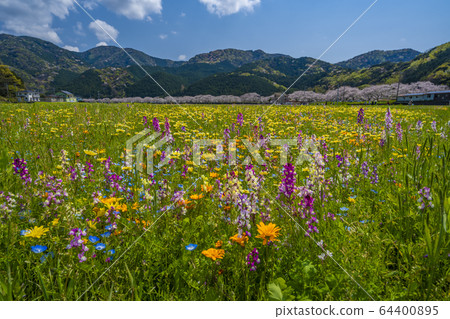 中河沿線的花園和一排櫻花樹[靜岡縣松崎町] 64400895