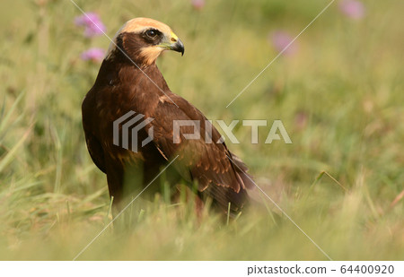 Marsh harrier Marsh harrier 64400920