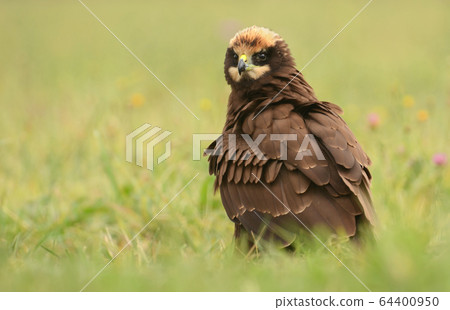 Marsh harrier 64400950