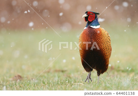 Ringneck Pheasant (Phasianus colchicus) Ringneck Pheasant (Phasianus colchicus) 64401138