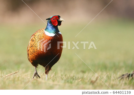 Ringneck Pheasant (Phasianus colchicus) Ringneck Pheasant (Phasianus colchicus) 64401139