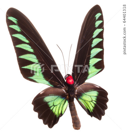 Green butterfly isolated on a white background Green butterfly isolated on a white background 64401318