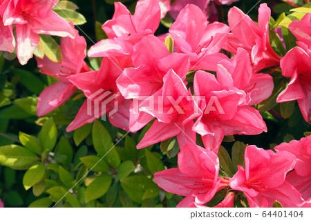 映山紅 映山紅 64401404