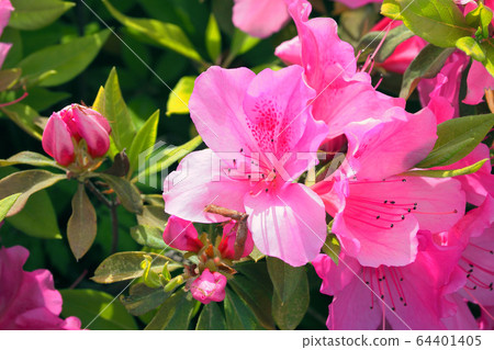 映山紅 映山紅 64401405