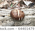 Shiitake 64401479
