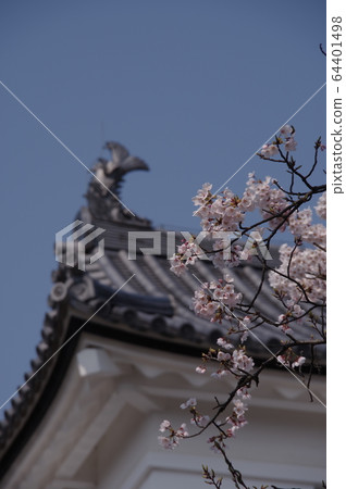 Shibata castle and cherry blossoms 64401498