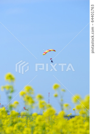 Skydiving and rape blossoms 64401763