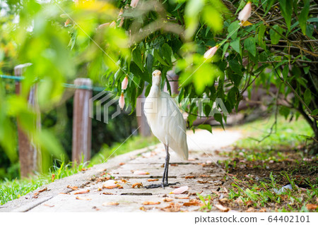 Little white heron with a yellow head in a green Little white heron with a yellow head in a green 64402101
