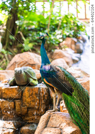 Peacock walks near the waterfall. Beautiful Peacock walks near the waterfall. Beautiful 64402104