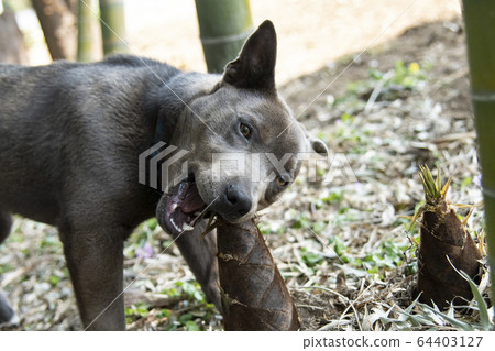 竹筍和幼犬竹筍竹筍dog狗比特犬寵物竹林竹自然郊區 照片素材 圖片 圖庫