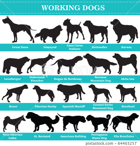 Vector working dogs silhouettes 64403257