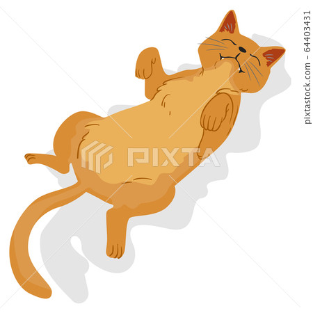 Cat Pet Show Belly Illustration Cat Pet Show Belly Illustration 64403431