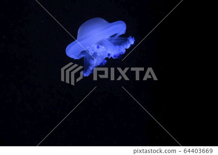 jellyfish jellyfish 64403669