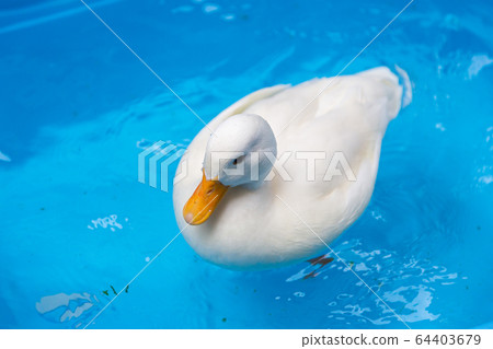 Cold duck to play with water Cold duck 64403679